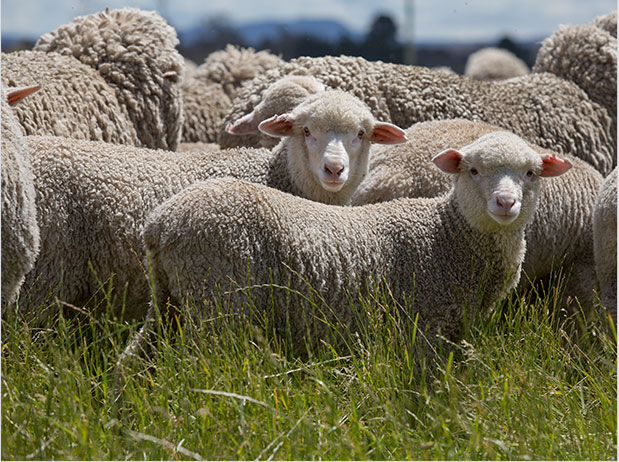 wool-story-1 wool-story-1