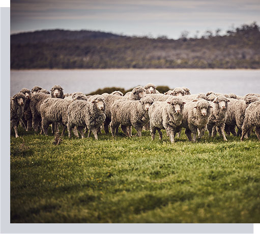 Wool Production Process Sourcing