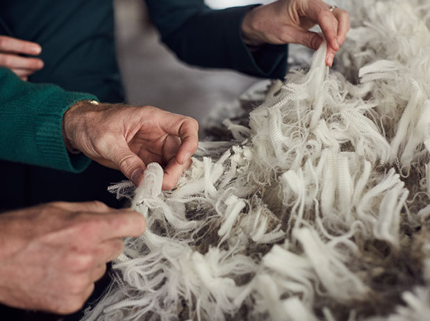Wool-Story-wool-farming Wool-Story-wool-farming