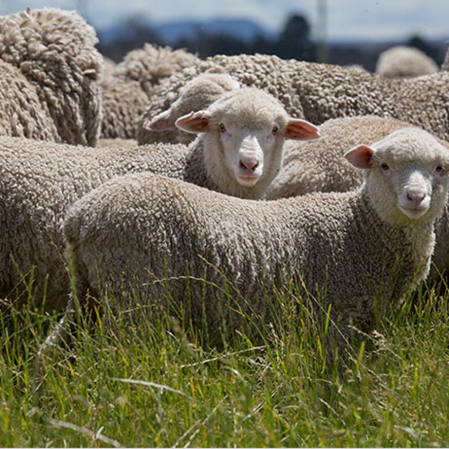 wool-story-1